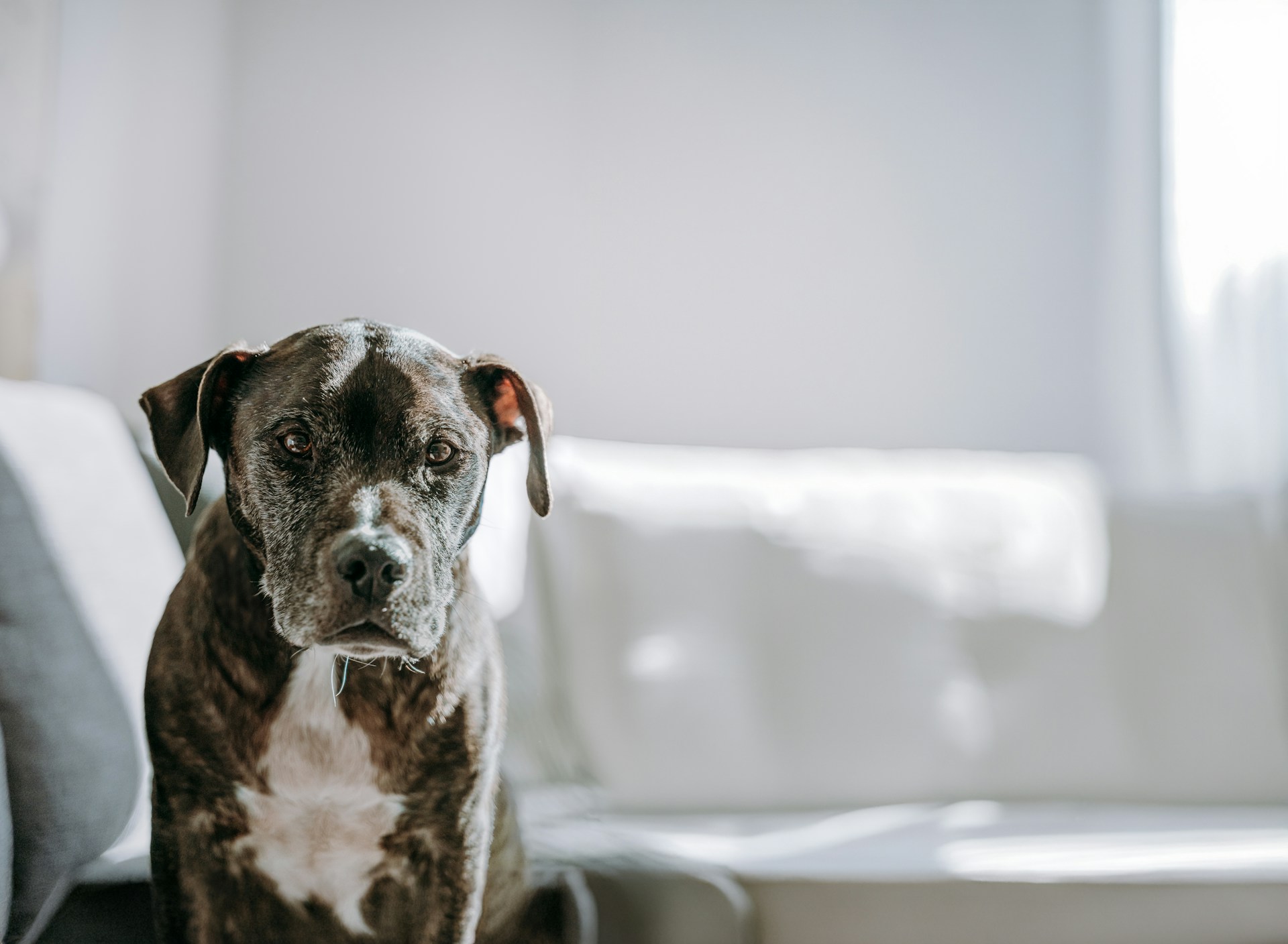 Fabric Protection Tips for Pet-Friendly Homes